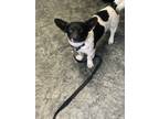Adopt Jax a White - with Black Corgi dog in Moses Lake, WA (41484032)
