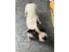 Adopt Coffee a White - with Brown or Chocolate Pit Bull Terrier dog in Moses
