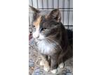 Adopt Milkshake a Domestic Shorthair (short coat) cat in Moses Lake