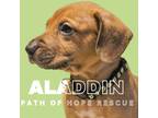 Adopt Aladdin a Tan/Yellow/Fawn Golden Retriever / Dachshund dog in Spokane