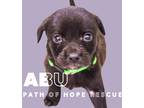Adopt Abu a Black Golden Retriever / Dachshund dog in Spokane, WA (41530152)