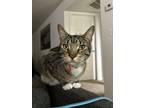 Adopt Ash a Brown Tabby Exotic cat in Deltona, FL (41494685)