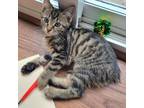 Adopt Stevie a Brown Tabby American Bobtail (short coat) cat in Louisa