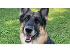 Adopt Banner a German Shepherd Dog / Mixed dog in Waxahachie, TX (41530143)