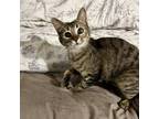 Adopt Melon a Domestic Shorthair (short coat) cat in South Bend, IN (41483794)