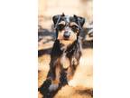 Adopt Jude a Black - with Tan, Yellow or Fawn Standard Schnauzer / Terrier