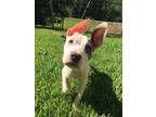 Adopt Barqs a White - with Black Pit Bull Terrier dog in Ola, AR (41550746)