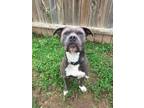Adopt Batman a Pit Bull Terrier dog in Ola, AR (41550743)