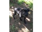 Adopt Biscotti a Black - with White Pit Bull Terrier dog in Ola, AR (41550741)