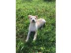 Adopt Snickerdoodle a Tan/Yellow/Fawn Labrador Retriever dog in Ola