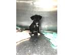 Adopt Ginger a Black - with White Pit Bull Terrier dog in Ola, AR (41550739)
