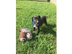Adopt Chip a Black - with White Pit Bull Terrier dog in Ola, AR (41550734)