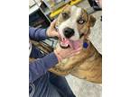 Adopt Mars a Brindle Pit Bull Terrier dog in Yucaipa, CA (41530084)
