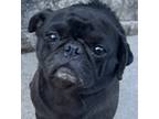 Adopt Sesame Seed Pug a Black - with White Pug / Mixed dog in Mishawaka