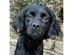 Adopt Plymouth Paris a Black - with White Cavalier King Charles Spaniel / Shih