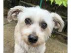 Adopt Best Boy Burt HOUSE TRAINED & WALKS WELL ON A LEASH!
