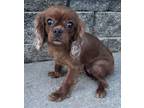 Adopt Cavalier Capri a Red/Golden/Orange/Chestnut Cavalier King Charles Spaniel
