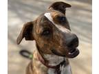 Adopt Snickers a Brindle Blue Heeler / Bull Terrier dog in Yucaipa