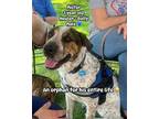 Adopt Mr. T (Tawanda) a White - with Black Blue Heeler / Bull Terrier dog in