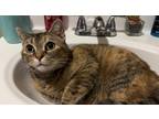 Adopt Pretty Momma a Black (Mostly) Domestic Shorthair (short coat) cat in