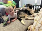 Adopt Chopper a White - with Black Husky dog in Evansville, IN (41483784)