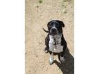 Adopt Juliette a Black - with White Dalmatian / Mixed Breed (Medium) dog in