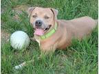 Adopt Escrow a Tan/Yellow/Fawn American Pit Bull Terrier dog in Evansville