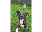 Adopt Baby Girl a Brindle - with White Shepherd (Unknown Type) dog in