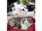 Adopt Leeloo a White (Mostly) Domestic Shorthair cat in Lakewood, CO (41550695)