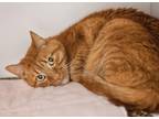 Adopt Pee Wee a Gray, Blue or Silver Tabby Domestic Shorthair cat in Lakewood