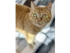Adopt Shiloh a Gray, Blue or Silver Tabby Domestic Shorthair cat in Lakewood