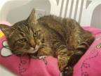 Adopt Alice a Gray, Blue or Silver Tabby Domestic Shorthair cat in Lakewood