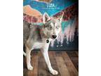 Adopt Loba a Gray/Silver/Salt & Pepper - with White Siberian Husky dog in