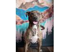 Adopt Rubi a Brown/Chocolate - with White Plott Hound dog in Littleton