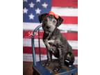 Adopt Salma a Black - with White Labrador Retriever dog in Littleton
