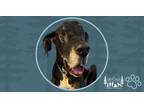 Adopt Marley a Black - with White Great Dane / Mixed dog in Minneapolis