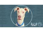 Adopt Louis a White Great Dane / Mixed dog in Minneapolis, MN (41531642)