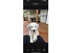 Adopt Trailer Park Tammy a White - with Black Great Pyrenees / English Setter