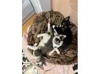 Adopt Kitten: Samantha a Spotted Tabby/Leopard Spotted Domestic Shorthair /