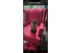 Adopt Sheldon (fka Smushy) a Burmese / Mixed cat in Columbia, MD (41550800)