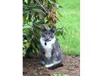 Adopt Kratos a Gray or Blue Russian Blue / Mixed (medium coat) cat in Portland