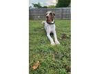 Adopt Mousse a Great Dane / Mixed dog in Hampton, VA (41529048)
