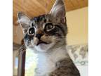 Adopt Fin Tutuola a Brown or Chocolate (Mostly) Domestic Shorthair / Mixed