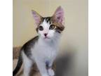 Adopt Reba the Mail Lady a Tan or Fawn Tabby Domestic Shorthair / Mixed (short