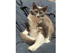 Adopt Snowy a Gray or Blue (Mostly) Domestic Mediumhair / Mixed (medium coat)