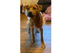 Adopt Cocoa pup a Mixed Breed (Medium) / Mixed dog in Fond du Lac, WI (41544090)