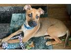 Adopt Pup tart a Mixed Breed (Medium) / Mixed dog in Fond du Lac, WI (41544088)