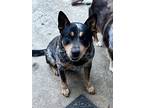 Adopt Gus a Gray/Blue/Silver/Salt & Pepper Australian Cattle Dog / Mixed dog in