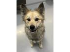 Adopt Kiara a Siberian Husky / Mixed dog in Topeka, KS (41497375)