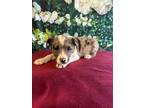 Adopt Smudge a Merle Australian Shepherd / Catahoula Leopard Dog / Mixed dog in